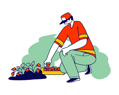Strawberry Worker in Uniform Picking Fresh Berries from Garden Bed for Distribution. Immigrant or Volunteer Character Growing and Harvesting Ripe Strawberry on Field. Linear People Vector Illustration