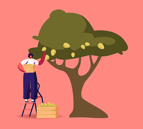 Woman Stand on Ladder Collecting Ripe Olives from Tree Branch with Green Berries and Leaves in Wooden Box. Female Character Harvesting Crop, Natural Oil Production Concept. Cartoon Vector Illustration