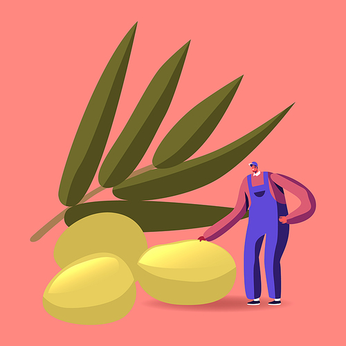 Plantation Harvesting, Farmer Character Picking Olives for Traditional Production of Virgin Oil. Tiny Man in Working Overalls Stand at Huge Olive Branch with Green Berries. Cartoon Vector Illustration