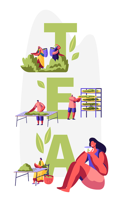 Tea Concept. Male and Female Characters in Traditional Indian Clothes Collecting Fresh Tea Leaves on Plantation, Woman Drinking Tea. Poster, Banner, Flyer, Brochure. Cartoon Flat Vector Illustration