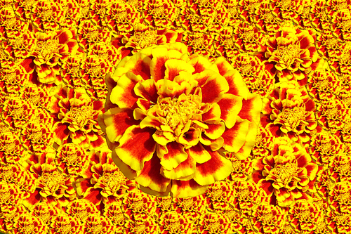 한송이의 프렌치메리골드 꽃으로 만든 꽃무늬패턴