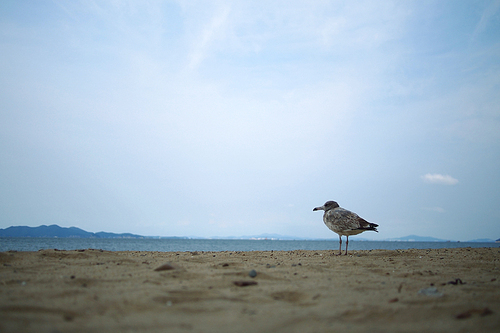 겨울바다새