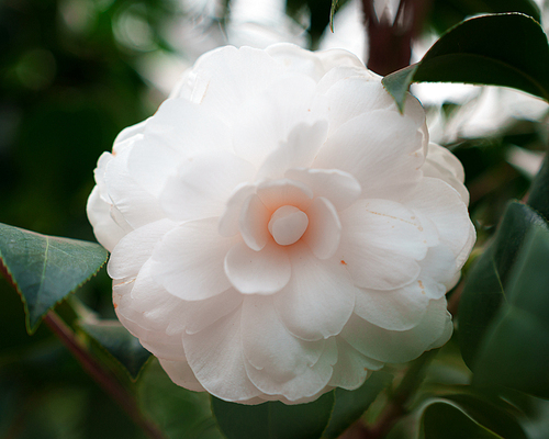 겨울꽃의 여왕, 흰색 동백꽃