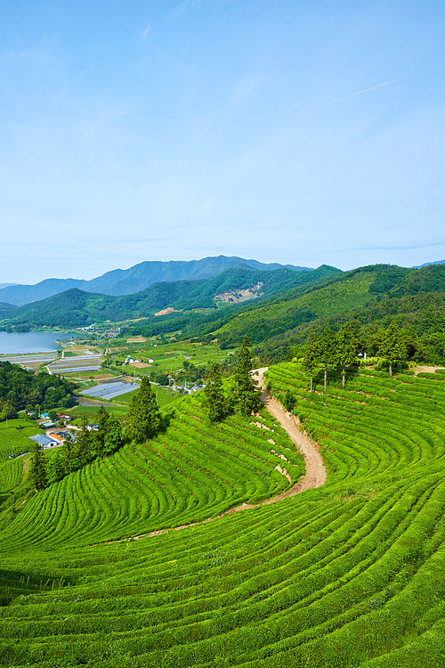 보성녹차밭,전남,한국