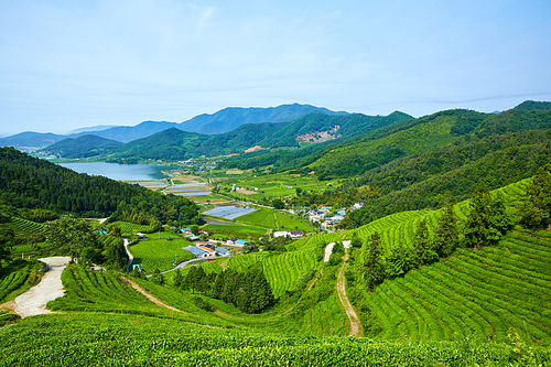 보성녹차밭,전남,한국