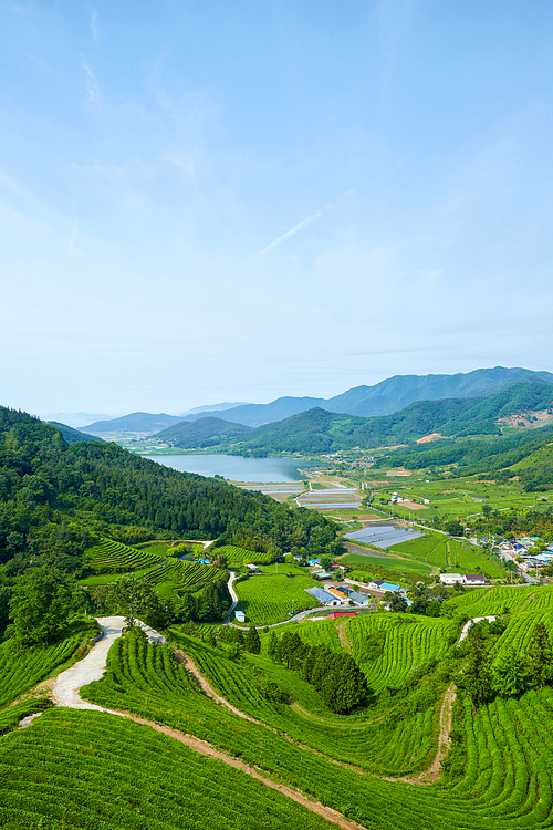 보성녹차밭,전남,한국