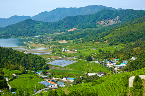 보성녹차밭,전남,한국