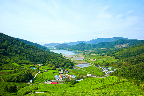 보성녹차밭,전남,한국