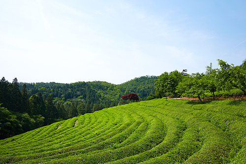 보성녹차밭,전남,한국