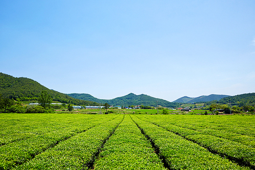 보성녹차밭,전남,한국