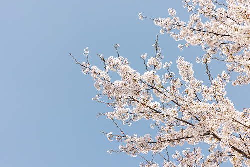 벚꽃, 하늘, 봄