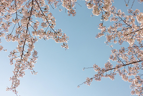 벚꽃, 하늘, 봄