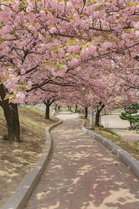 겹벚꽃