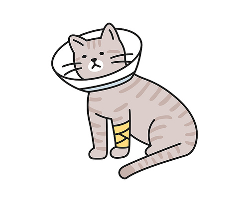 다친고양이가 넥카라와 붕대를 하고 있다.