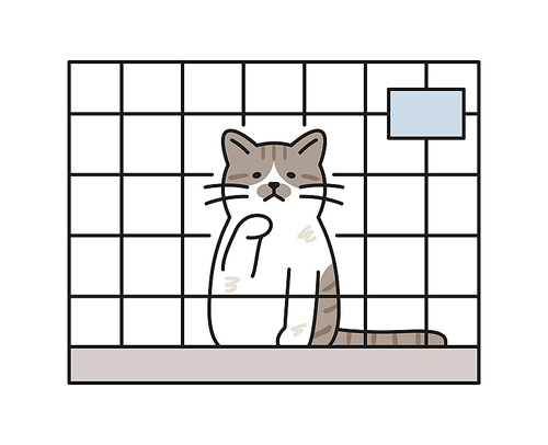 유기묘 보호소 케이지안의 슬픈 고양이