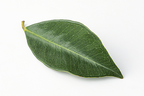 구아바, 구아바잎, guava, guava leaf
