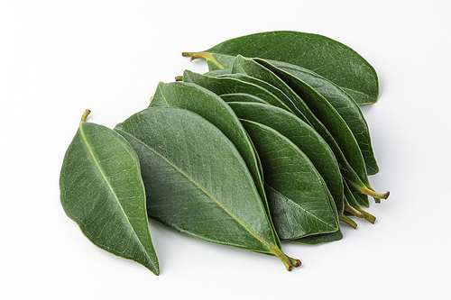 구아바, 구아바잎, guava, guava leaf