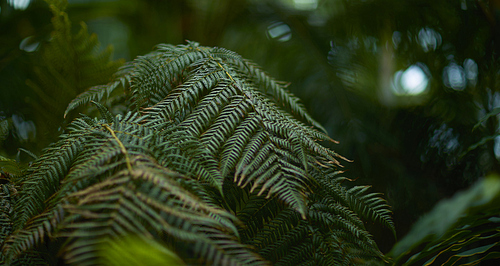 열대기후의 자연 숲 식물 녹색 잎. 열대식물로 만든 창의적인 레이아웃.