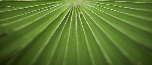 열대기후의 자연 숲 식물 녹색 잎. 열대식물로 만든 창의적인 레이아웃.