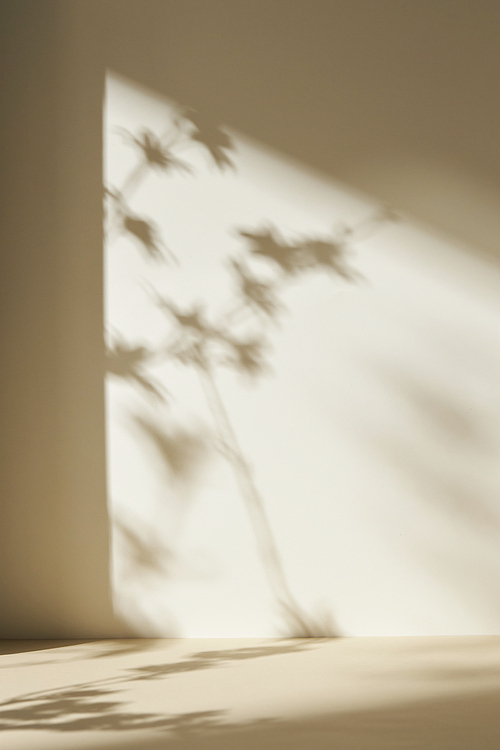햇살이 비치는 나무 잎 그림자가 있는 모노톤 배경 벽