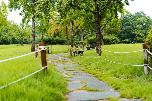 시원한 한 여름 아침 공원의 잔디밭 사이로 보이는 산책로