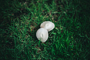잔디밭에 나란히 올라와 있는 하얀색 버섯 두개