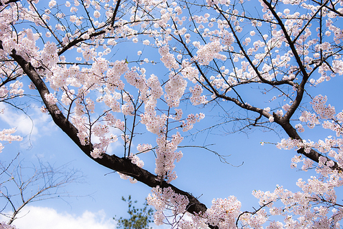 봄날, 벚꽃, 그리고 푸른하늘