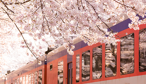 봄날, 벚꽃, 그리고 기차