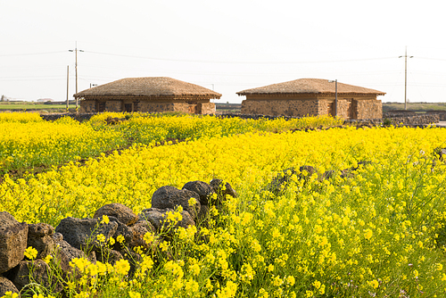 제주 우도의 유채꽃밭, 전통가옥
