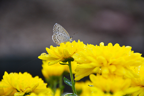 국화꽃과 나비