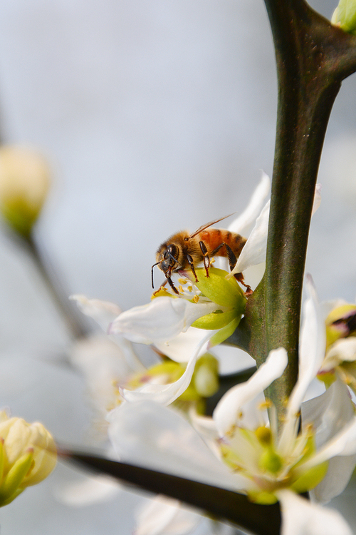 탱자꽃과 꿀벌