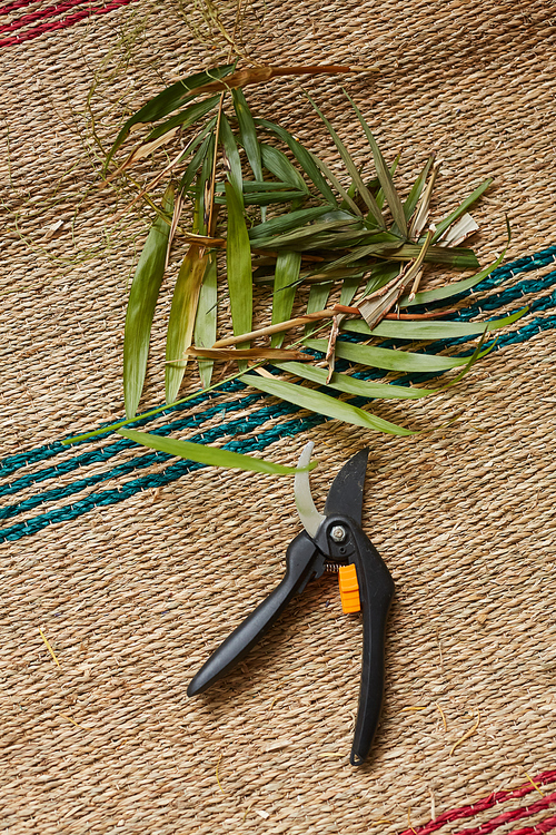 Close-up of cut old branches of the plant and scissors lying on the floor