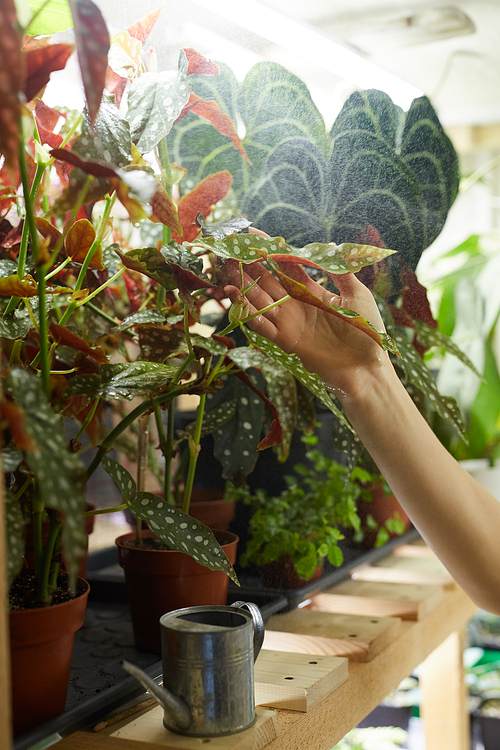 Close-up of florist looking at her beautiful decorative plants on the shelf in the shop
