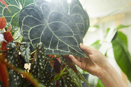 Close-up of woman holding big leaf of exotic plant in her hand in the garden