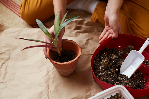 Close-up of woman sitting on the floor and planting the flower in the pot