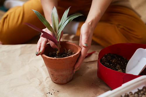Close-up of woman transplanting beautiful young flower in the pot and putting the ground into the pot
