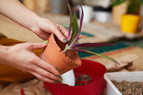 Close-up of woman holding pot with young flower in her hands she is going to planting it