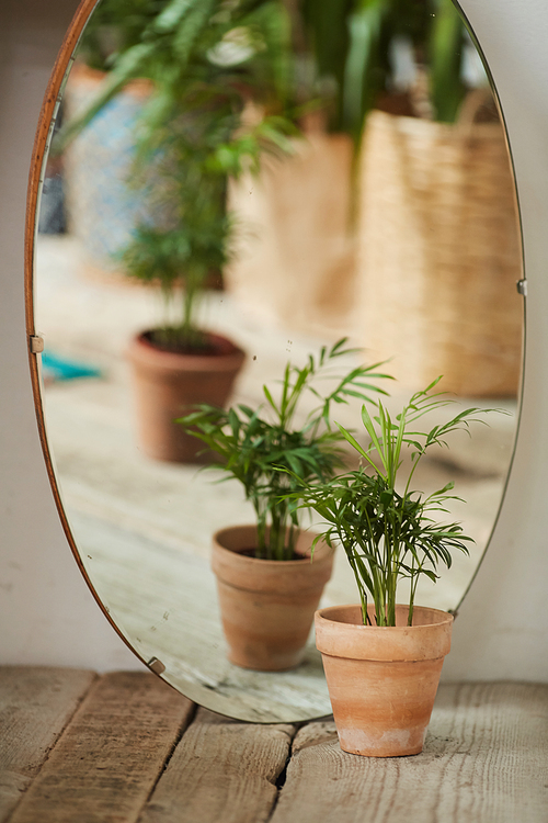 Image of beautiful green plant in the pot reflected on the mirror while its standing on the floor