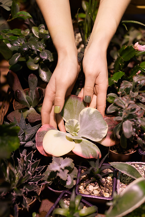 Close-up of female hands touching decorative green plant and showing its beauty