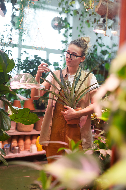 Young florist holding plant in the pot in her hands and caring about it while working in the shop or flower garden
