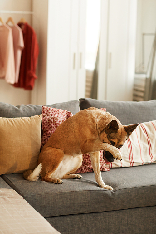 Trained German shepherd hiding itself with paw while sitting on sofa in the living room at home