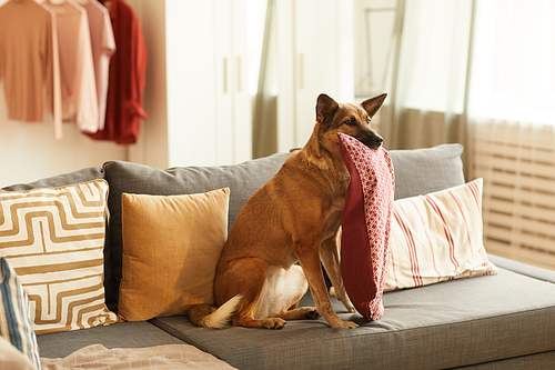 Young German shepherd holding her favourite pillow in mouth while sitting on sofa in the room