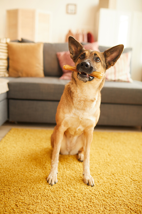 German shepherd sitting on the floor and holding bone in her mouth it playing with it in the room at home