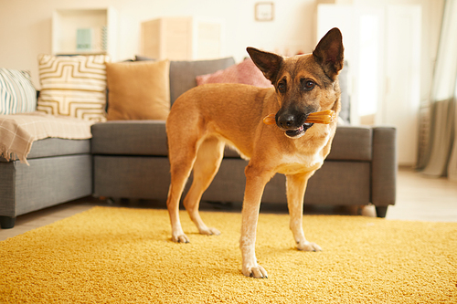 Young German shepherd eating and playing with her bone in the living room at home