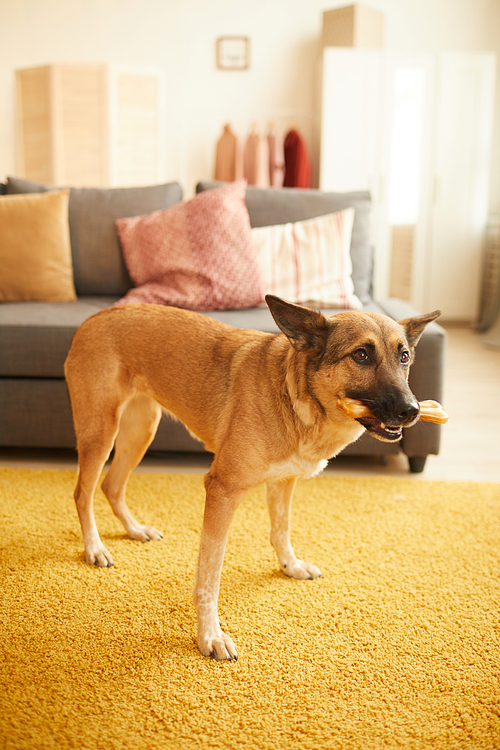 Cute German shepherd holding bone in her mouth and playing with it in the living room at home