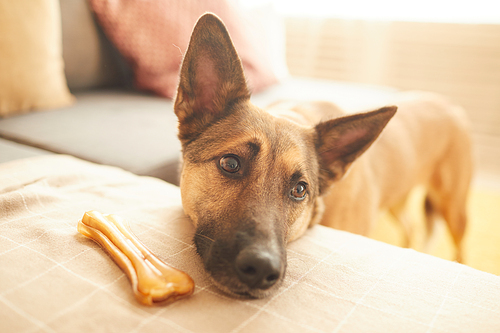 Close-up of German shepherd lying on sofa near his bone in the room at home