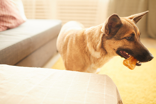 Young German shepherd holding bone in his mouth and eating it in the room at home