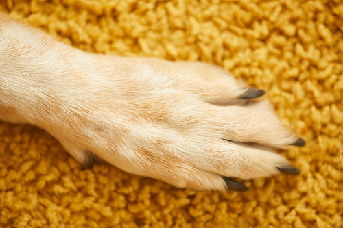 Close-up of paw of dog with white fur on the yellow carpet
