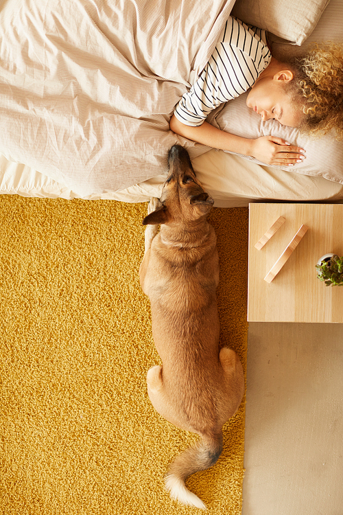 High angle view of young woman lying in bed and ill with her dog lying near her in the bedroom at home