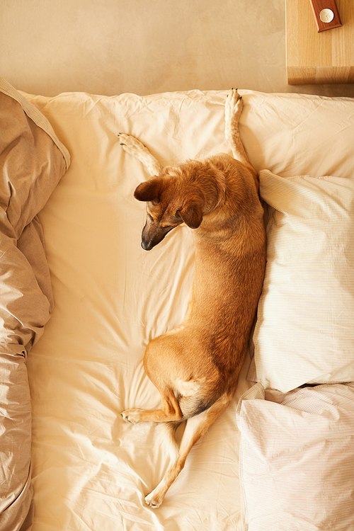 High angle view of German shepherd lying on bed and resting in the bedroom